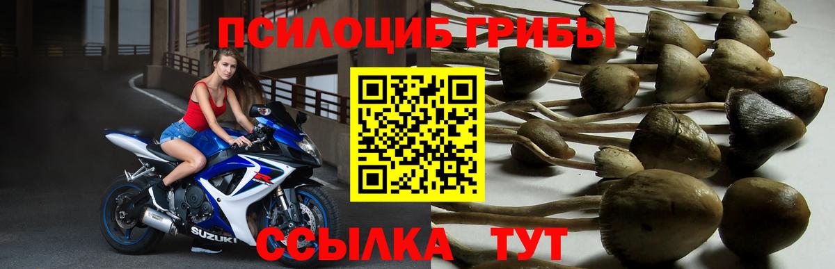 Псилоцибиновые грибы прущие грибы  Вход с VPN  Псилоцибиновые грибы Psilocybe  купить  цена  Арсеньев 